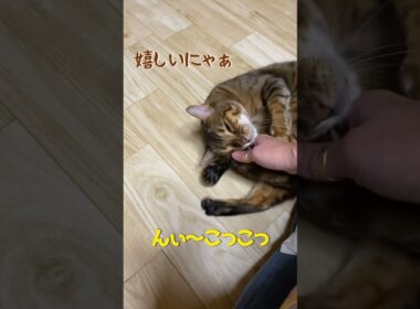 ベンガル猫と戯れてたら最終的にいつものwww #shorts