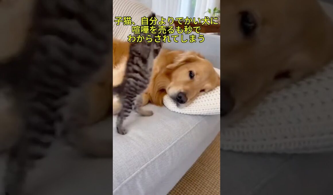 子猫、自分より圧倒的でかい犬に喧嘩を売るも秒でわからされてしまう