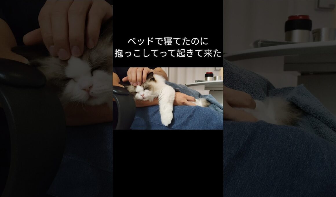 めちゃくちゃ今のメル🐱 #shorts #ラグドール #子猫 #猫のいる生活 #甘えん坊猫 #ぬいぐるみ猫