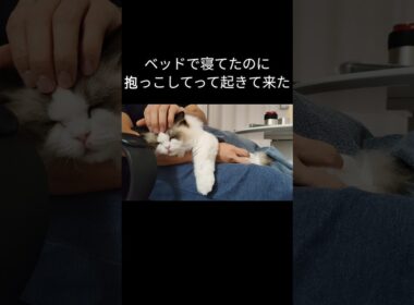 めちゃくちゃ今のメル🐱 #shorts #ラグドール #子猫 #猫のいる生活 #甘えん坊猫 #ぬいぐるみ猫