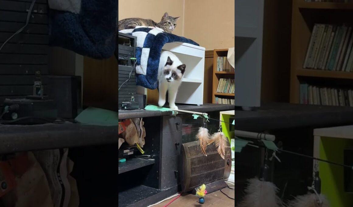 シャムの子ねこパンダくん。AVラックに、ジャンプして、キジシロのルル、黒猫くーに、じゃれようとしたが