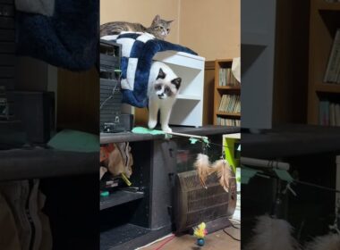 シャムの子ねこパンダくん。AVラックに、ジャンプして、キジシロのルル、黒猫くーに、じゃれようとしたが
