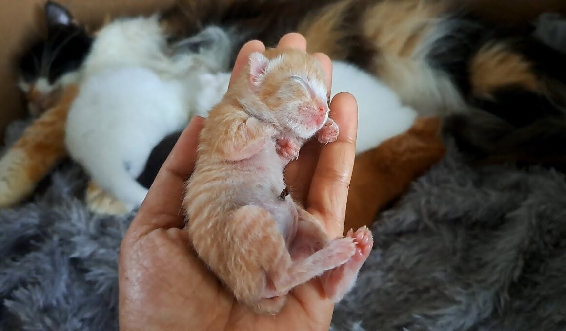 母猫に置いていかれた小さな子猫 先住の子猫たちとの初対面