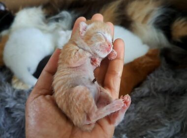 母猫に置いていかれた小さな子猫 先住の子猫たちとの初対面