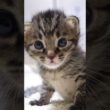 お腹いっぱいの赤ちゃん子猫がウットリ顔でカメラを見つめる？【赤ちゃん猫　保護猫】