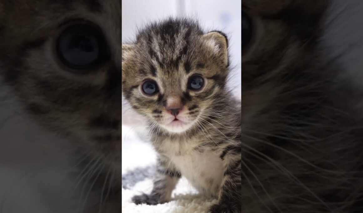 お腹いっぱいの赤ちゃん子猫がウットリ顔でカメラを見つめる？【赤ちゃん猫　保護猫】
