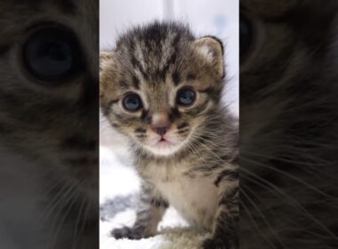 お腹いっぱいの赤ちゃん子猫がウットリ顔でカメラを見つめる？【赤ちゃん猫　保護猫】