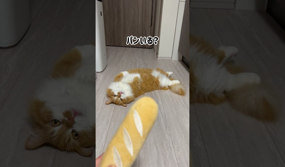 パンのおもちゃで遊ぶうに坊です！ #shorts #猫 #マンチカン #短足マンチカン #cat #munchkin