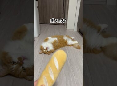 パンのおもちゃで遊ぶうに坊です！ #shorts #猫 #マンチカン #短足マンチカン #cat #munchkin