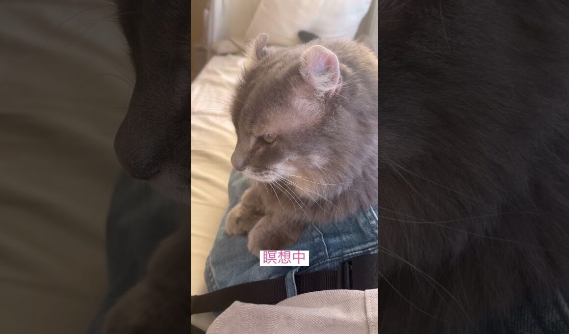 迷惑中 #猫動画 #アメリカンカール #catshorts