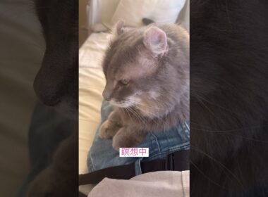 迷惑中 #猫動画 #アメリカンカール #catshorts