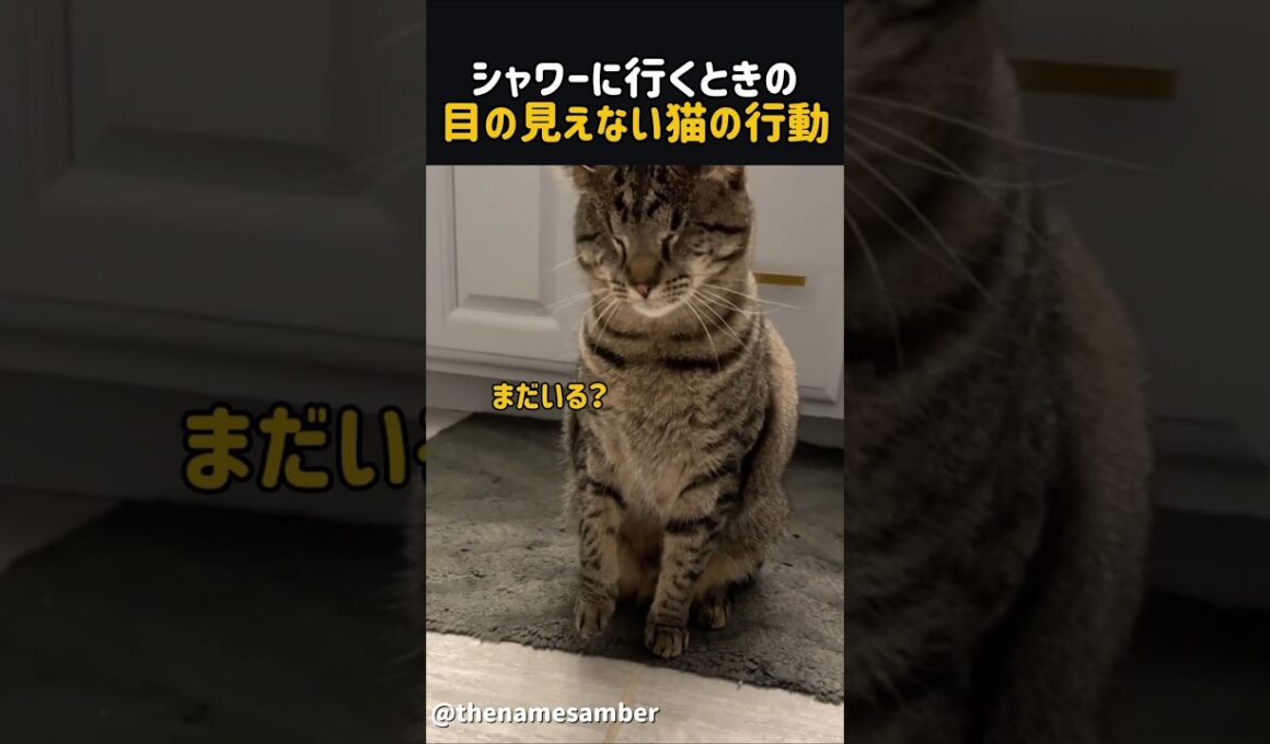 シャワーに行くときの目の見えない猫の行動