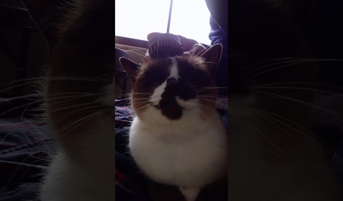 午前中のシャム猫さん🐾 #猫 #ねこ #cat #siamese #Shorts