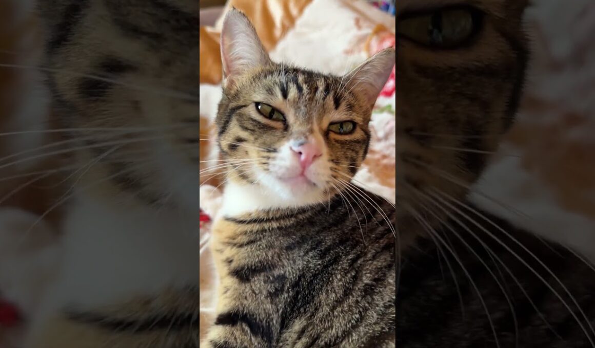 シャムの子ネコ雫、可愛い仕草してたら、キジシロのルル、ヤキモチ、カメラに八つ当たり