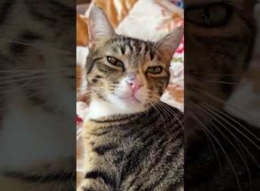 シャムの子ネコ雫、可愛い仕草してたら、キジシロのルル、ヤキモチ、カメラに八つ当たり