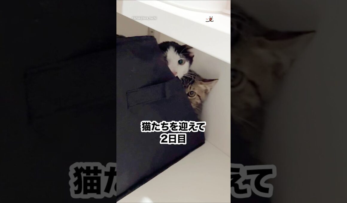 お迎えをして2日目の保護猫たち｜PECO