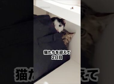 お迎えをして2日目の保護猫たち｜PECO