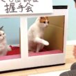 猫の握手会がヤバすぎた件…