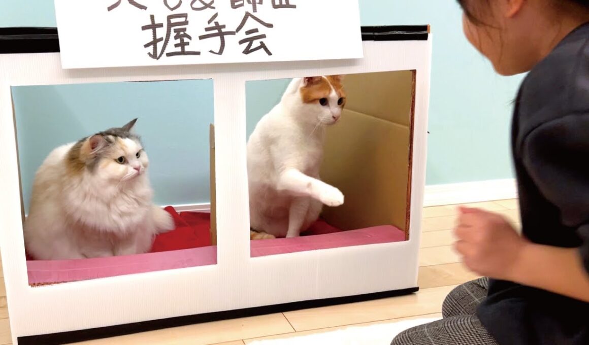 猫の握手会がヤバすぎた件…