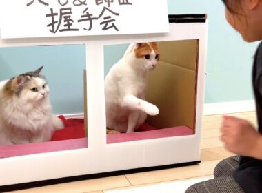 猫の握手会がヤバすぎた件…