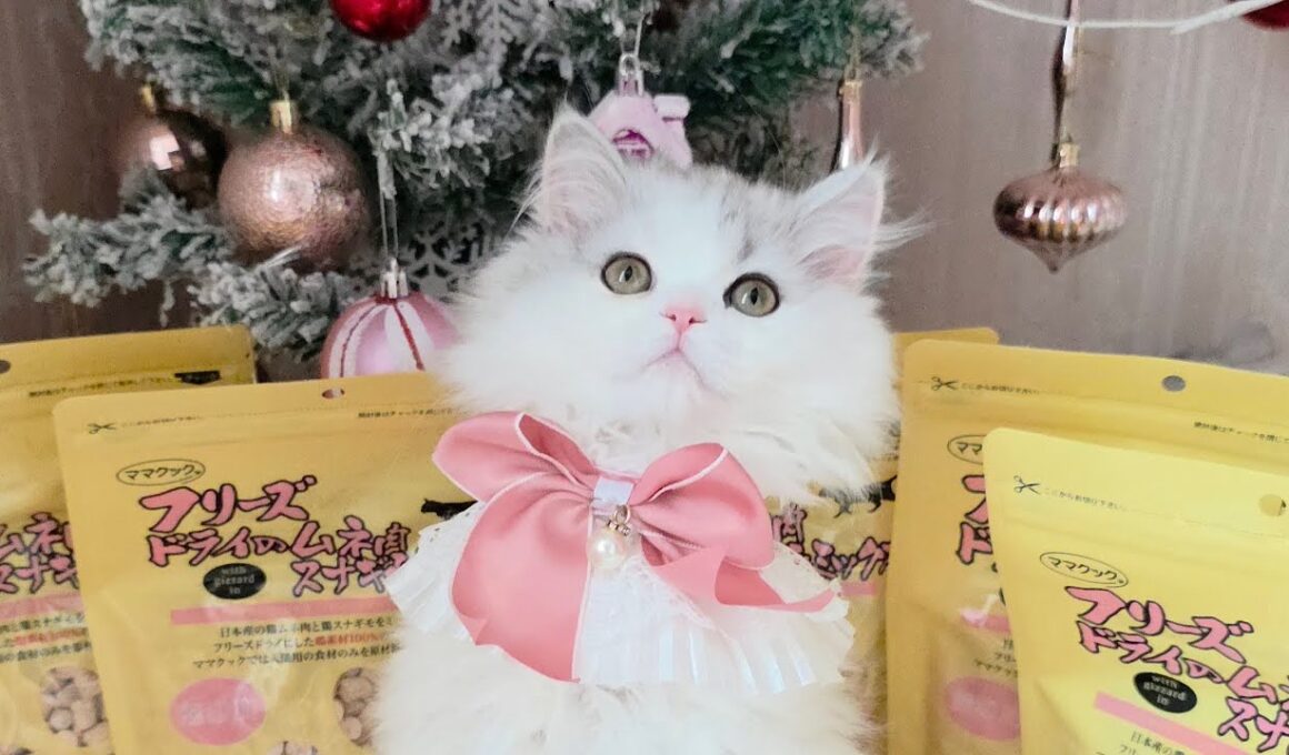 今日のにゃんず🐱#猫配信#猫動画 #ミヌエット#ラガマフィン#ラグドール#猫#ネコ#子猫#live#funny#funnycats #funnycat#cat#cute#kitten#minuet