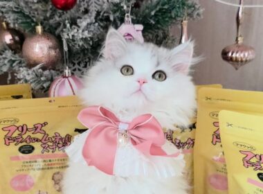 今日のにゃんず🐱#猫配信#猫動画 #ミヌエット#ラガマフィン#ラグドール#猫#ネコ#子猫#live#funny#funnycats #funnycat#cat#cute#kitten#minuet