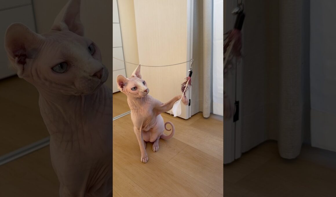 羽のおもちゃで遊ぶ猫アレクサンドラ【スフィンクス】