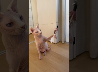 羽のおもちゃで遊ぶ猫アレクサンドラ【スフィンクス】