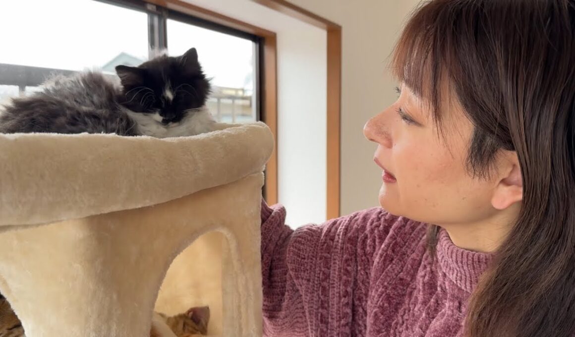 長毛の子猫について大切なお話がございます