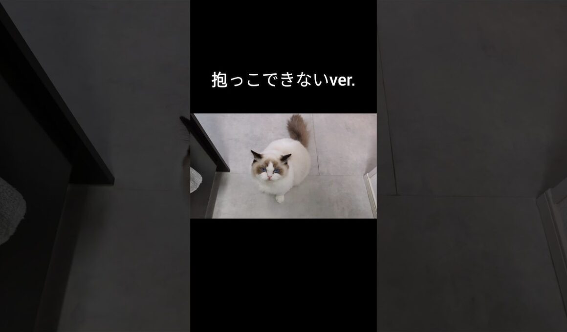 直前まで抱っこしてましたけども🫠#shorts #ラグドール #子猫 #猫のいる生活 #甘えん坊猫 #ぬいぐるみ猫