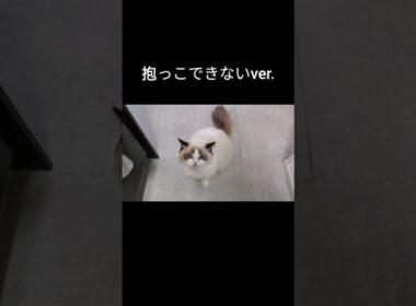 直前まで抱っこしてましたけども🫠#shorts #ラグドール #子猫 #猫のいる生活 #甘えん坊猫 #ぬいぐるみ猫