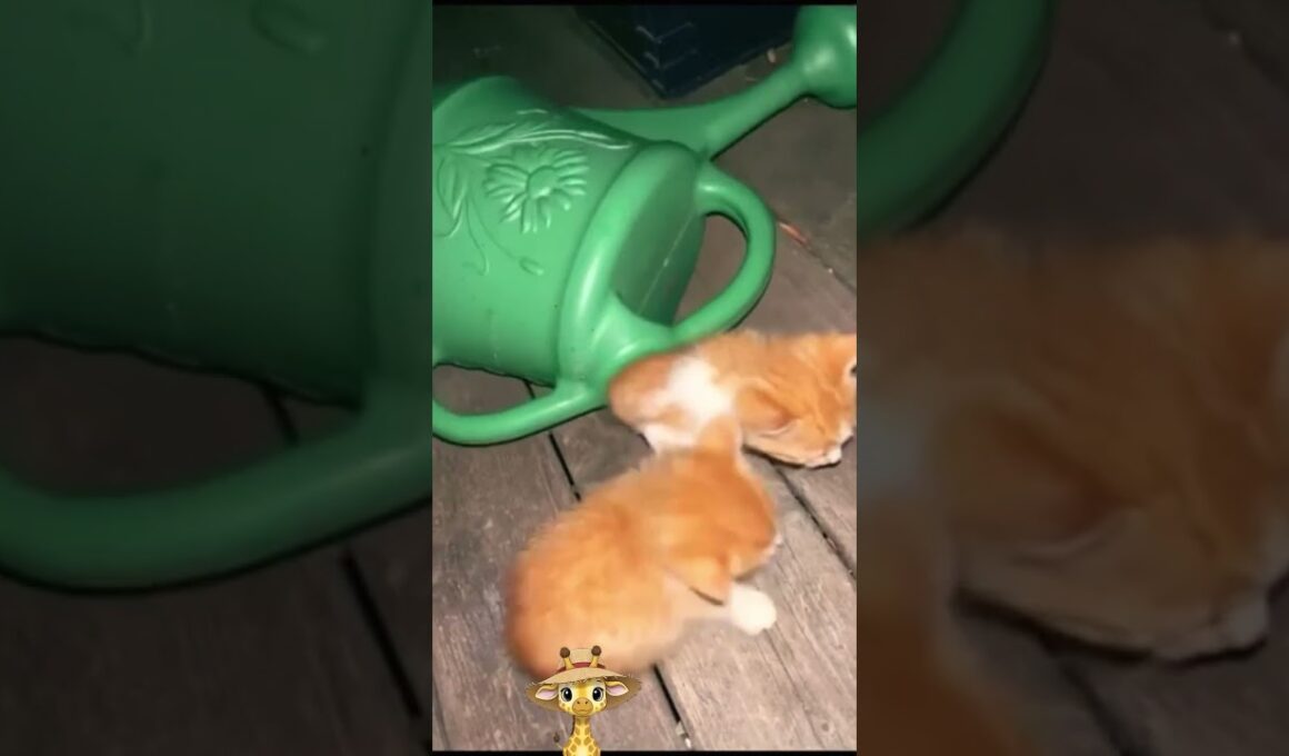 子猫たちのイリュージョン