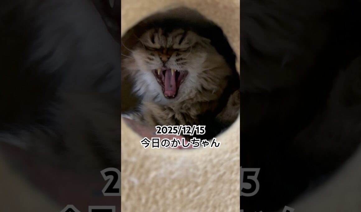 2025/12/15今日のかしちゃん #猫 #ペルシャ #カシス #cat #猫のいる暮らし