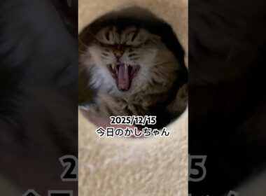2025/12/15今日のかしちゃん #猫 #ペルシャ #カシス #cat #猫のいる暮らし