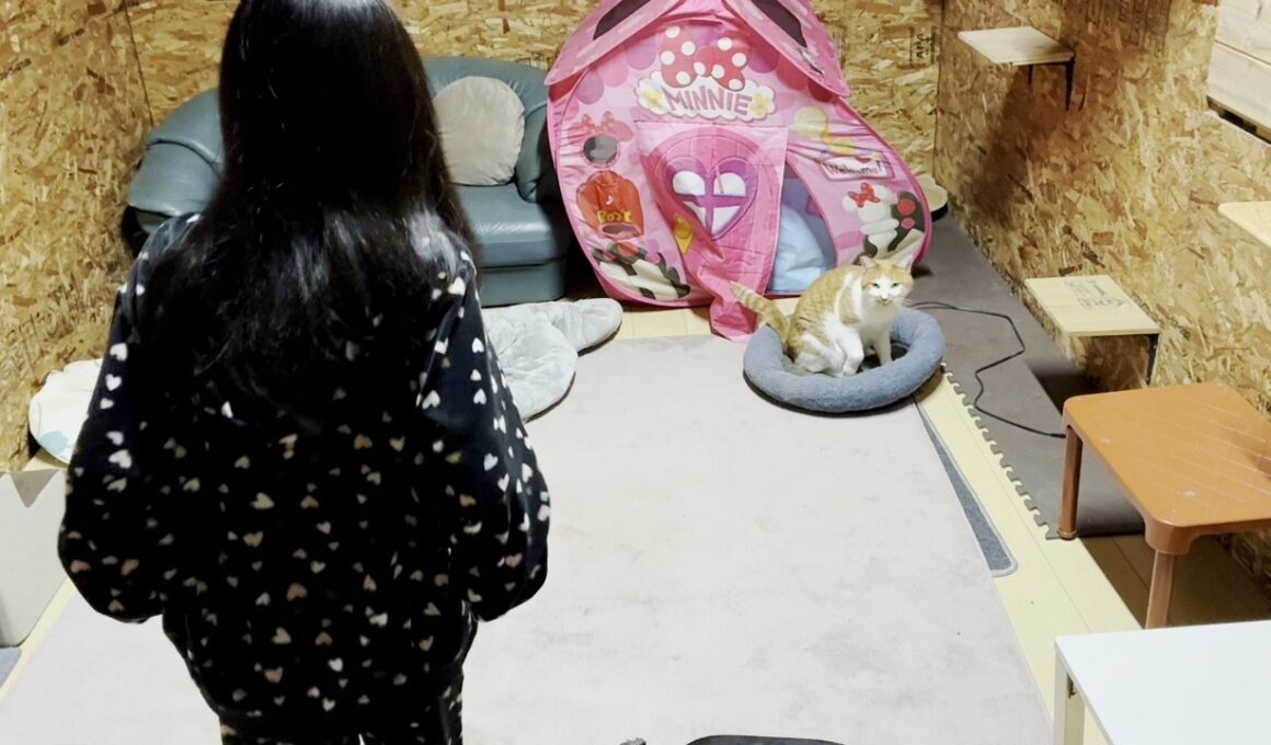 夜に突然現れた訪問者を見た庭子猫の行動が可愛すぎた…笑【ミケハウス凸】