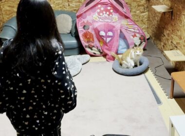 夜に突然現れた訪問者を見た庭子猫の行動が可愛すぎた…笑【ミケハウス凸】