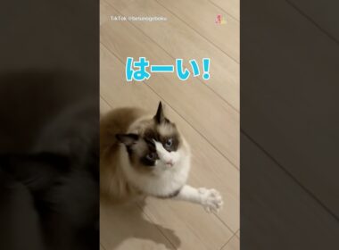 お返事上手な猫ちゃん
