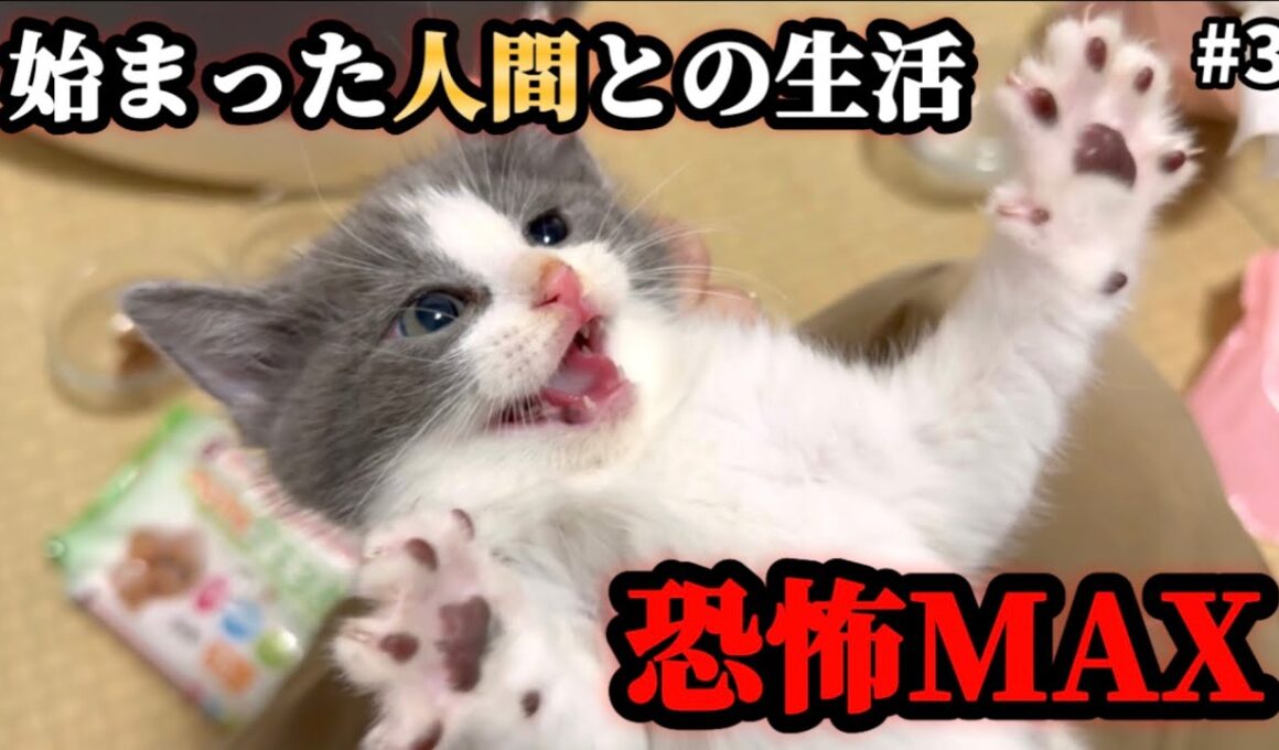 人間は敵なのか！？初めての【手】に保護した5匹の子猫達が…