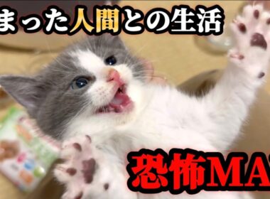 人間は敵なのか！？初めての【手】に保護した5匹の子猫達が…