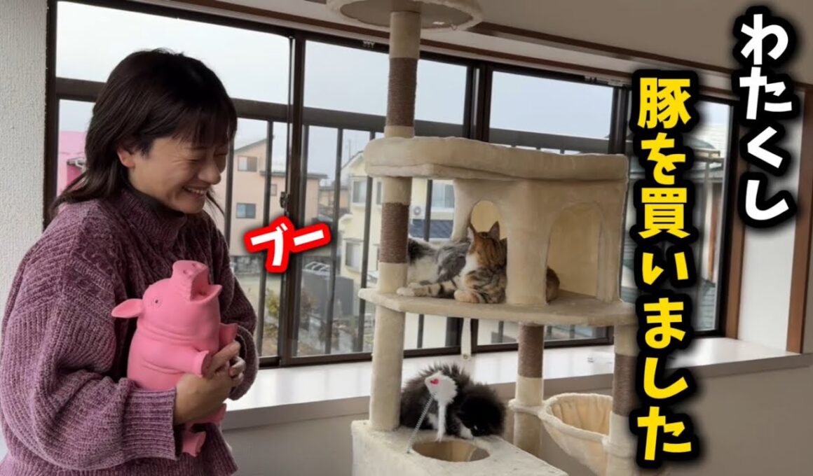 子猫部屋に豚を飼いました