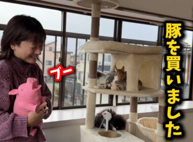 子猫部屋に豚を飼いました