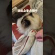足の痺れは我慢我慢…　#ヒマラヤン #ねこ　#猫　#cat 　#猫のいる暮らし 　#甘えん坊