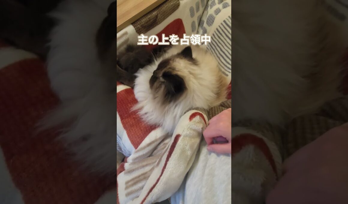 足の痺れは我慢我慢…　#ヒマラヤン #ねこ　#猫　#cat 　#猫のいる暮らし 　#甘えん坊