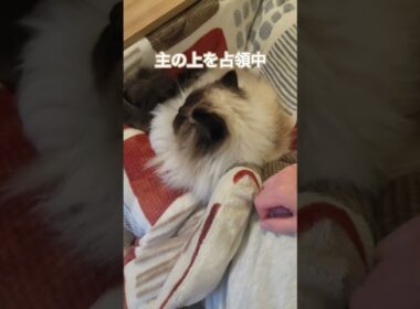 足の痺れは我慢我慢…　#ヒマラヤン #ねこ　#猫　#cat 　#猫のいる暮らし 　#甘えん坊