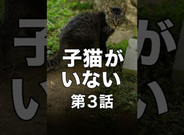 【緊急事態】出産したはずなのに子猫がいない…獣医師に聞いた「3つの最悪な可能性」#保護猫 #野良猫 #謎 #子猫 #捜索 #獣医師 #ちびちゃん #奇跡 #緊急事態 #出産
