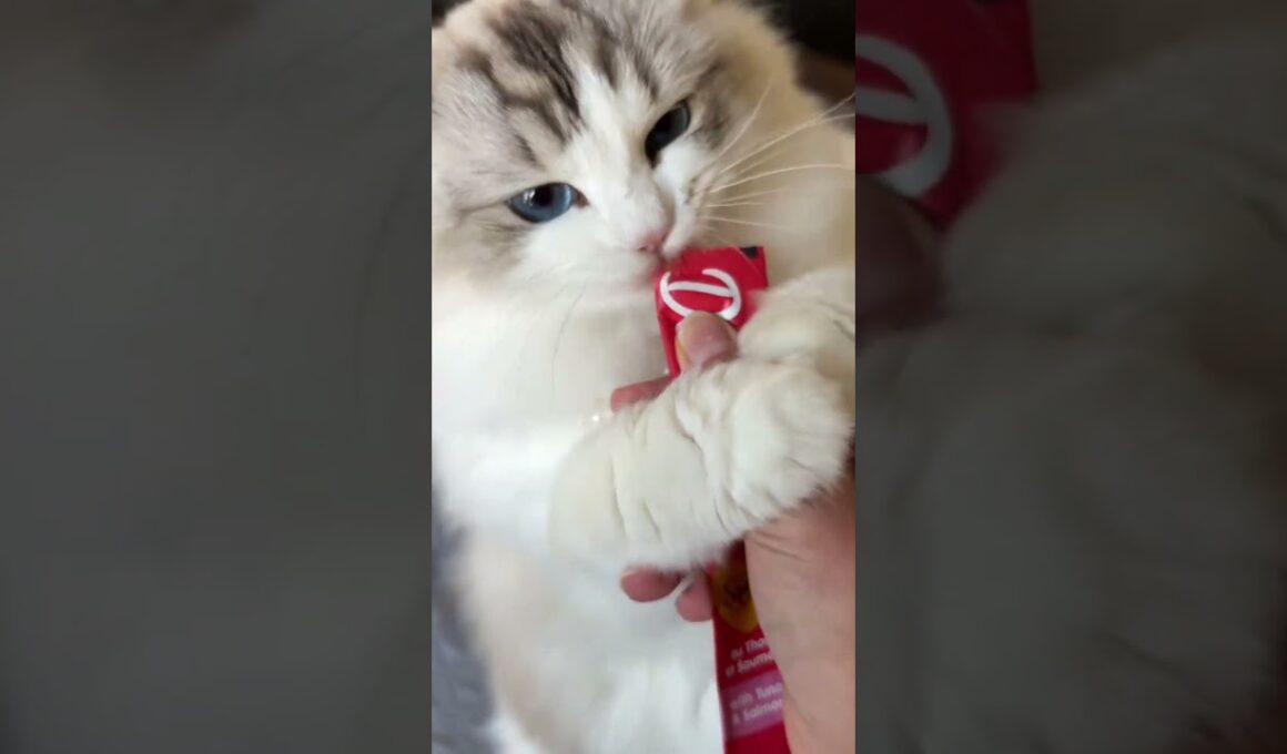 これがラグドール！ふわふわで抱っこ大好きな天使猫🐱✨#ラグドール #猫好き#かわいい猫