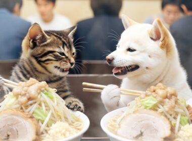 もふめし。/ 飯テロ！大人気ラーメンを食べにきた子猫たち — Famous Ramen!