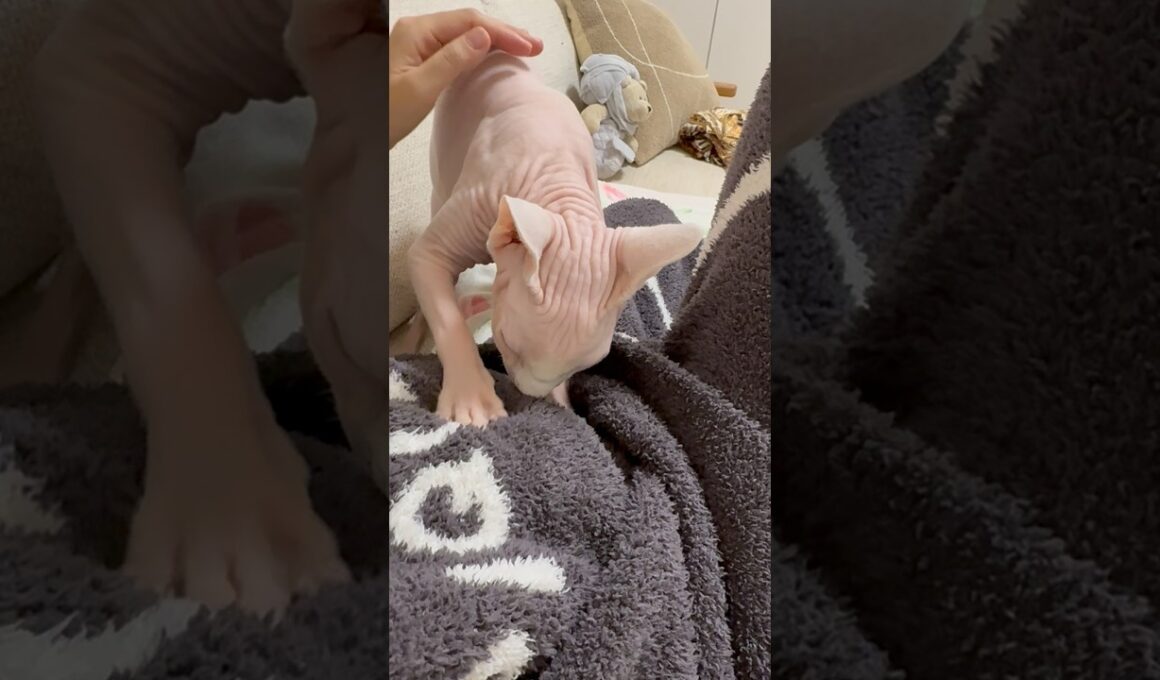 ふみふみが激しい猫アレクサンドラ【スフィンクス】