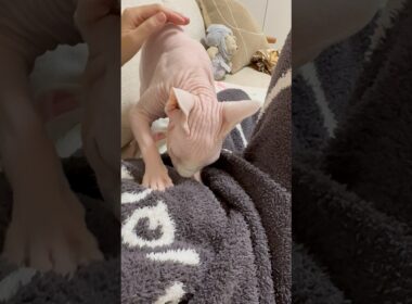 ふみふみが激しい猫アレクサンドラ【スフィンクス】