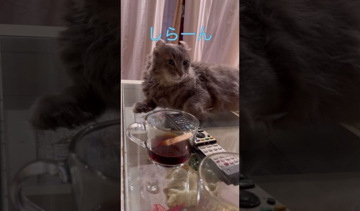 犯人は誰？ #ねこ動画 #アメリカンカール